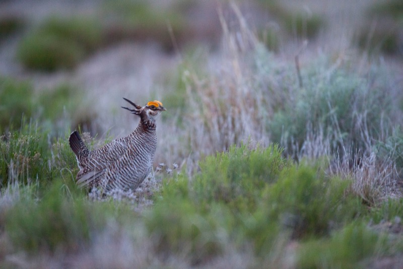 Male lesser prairie-chicken performing lek mating display dance