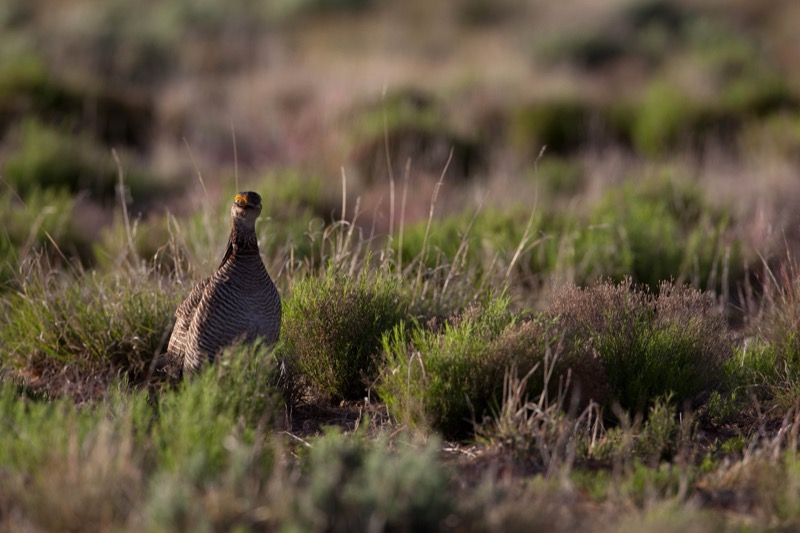 Female lesser prairie-chicken