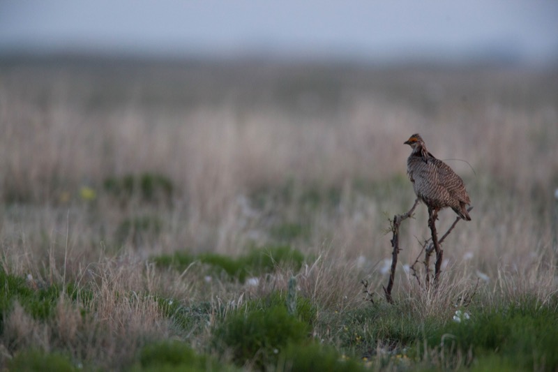 Lesser prairie-chicken in grassland habitat