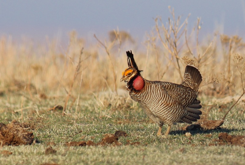 Lesser prairie-chicken on a lek in Kansas
